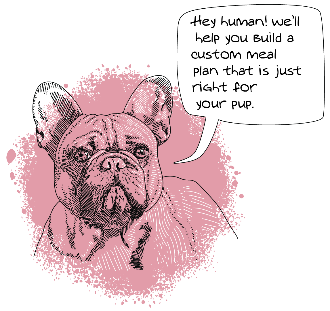 Illustrated French Bulldog with a speech bubble stating that the website will help you build a custom meal plan for your dog