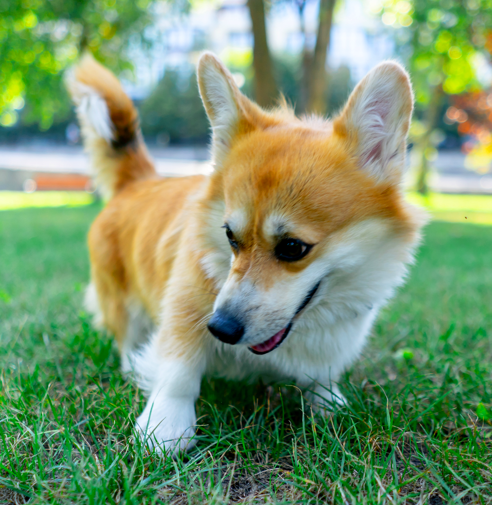 Corgi puppy sniffing grass outdoors in a park